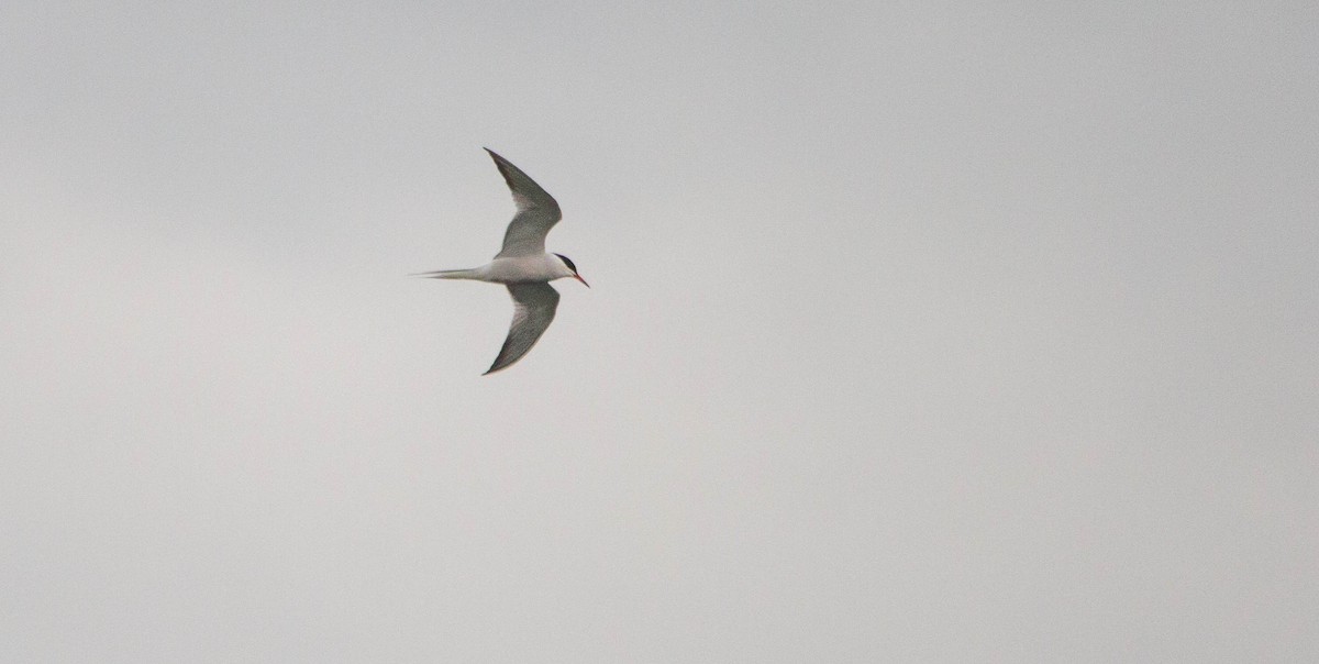 Common Tern - ML657170734