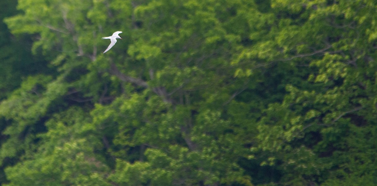 Forster's Tern - ML657170735