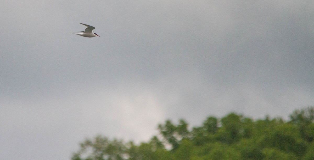 Common Tern - ML657170736