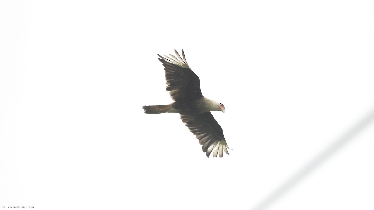 Crested Caracara (Northern) - ML657170899