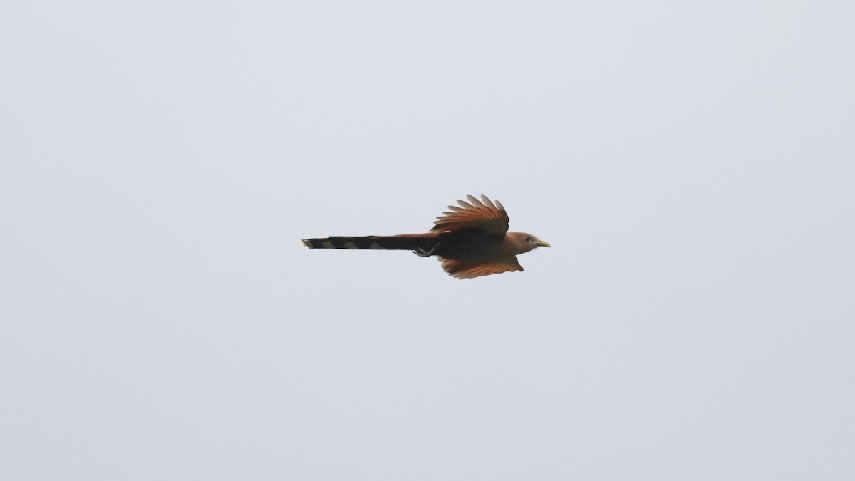 Common Squirrel-Cuckoo - ML657170902