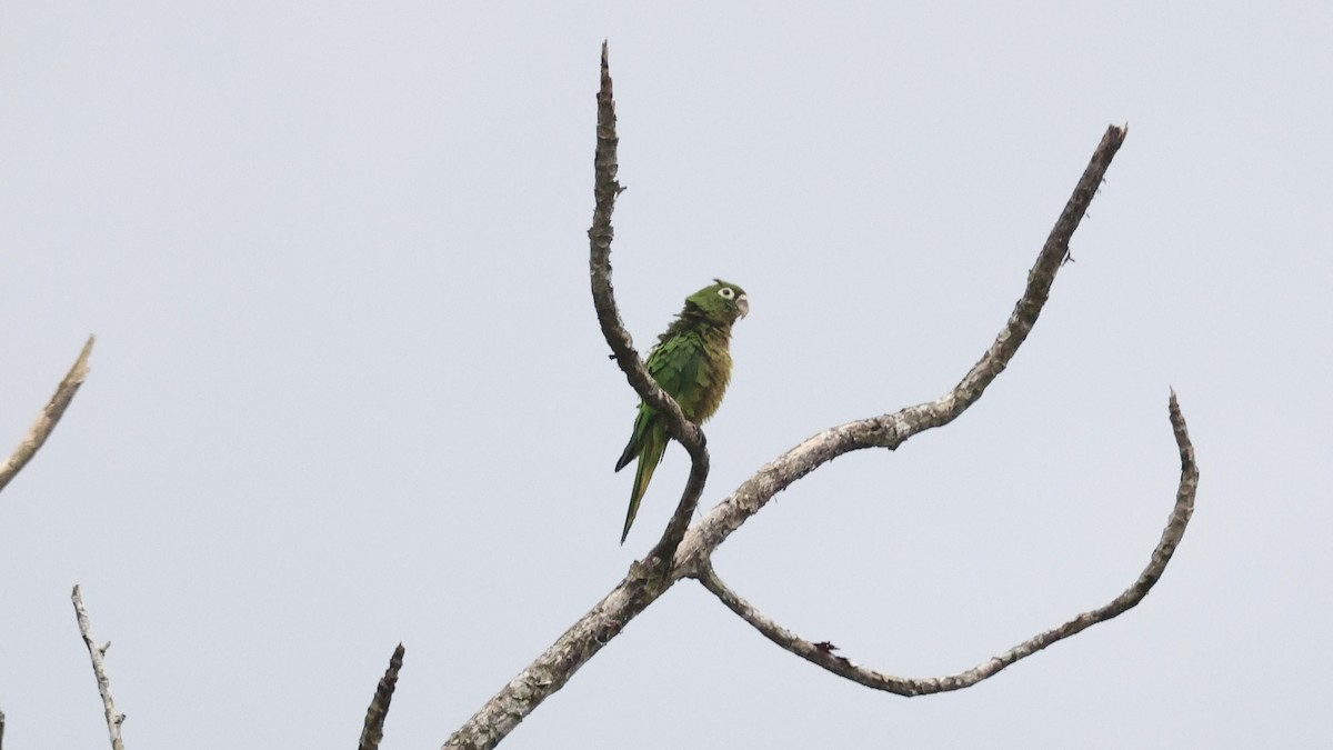 Olive-throated Parakeet - ML657170910