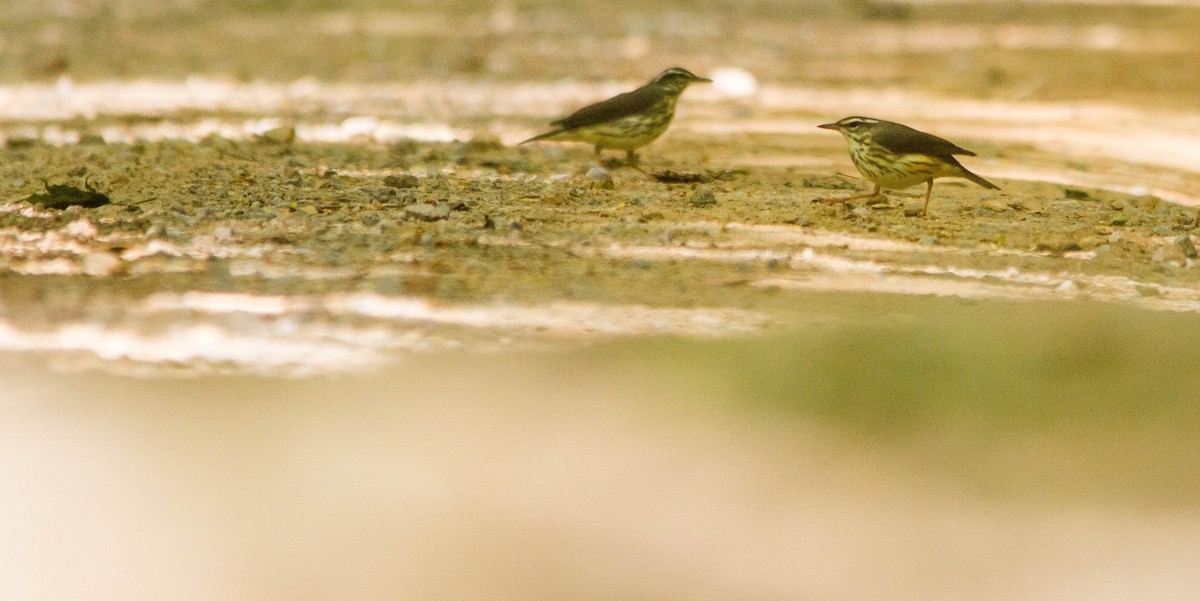 Louisiana Waterthrush - ML657170972