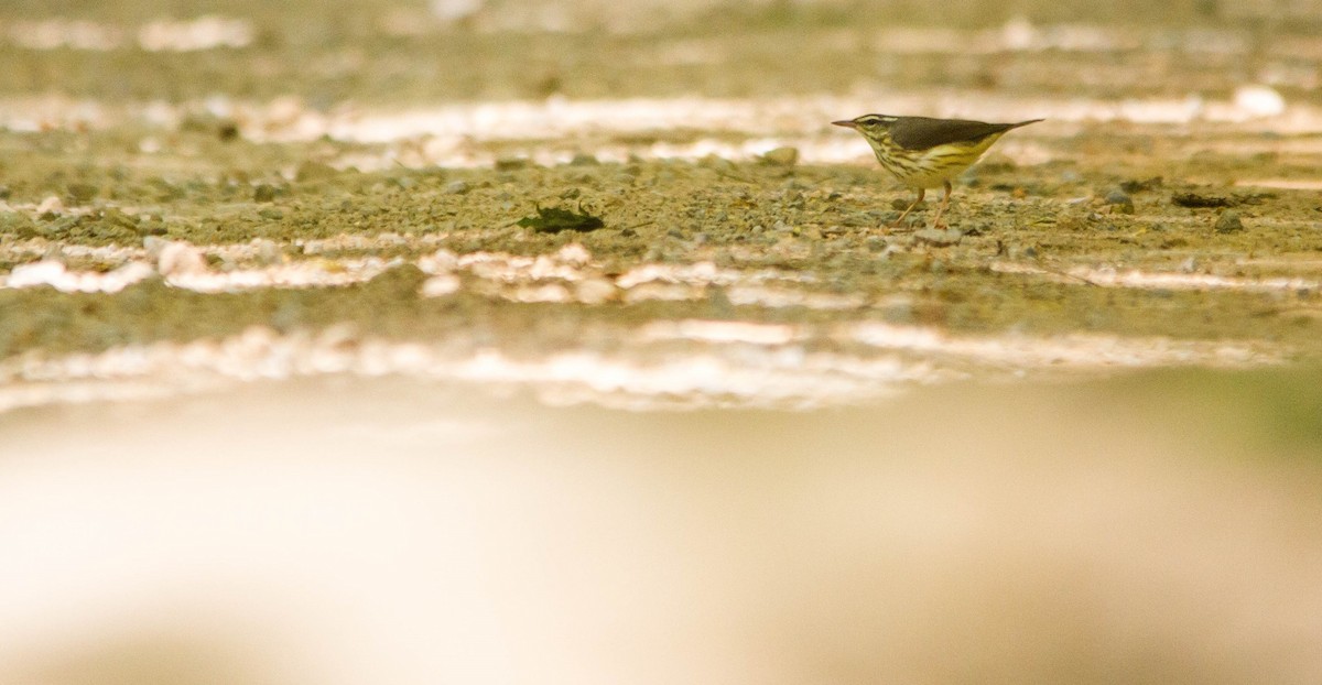 Louisiana Waterthrush - ML657170974