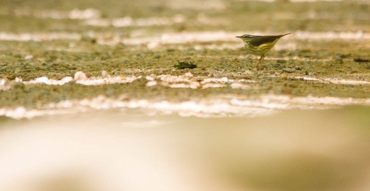Louisiana Waterthrush - ML657170975