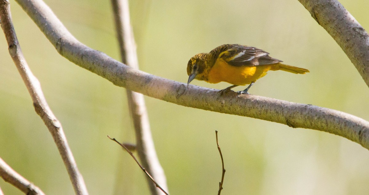 Baltimore Oriole - ML657170977