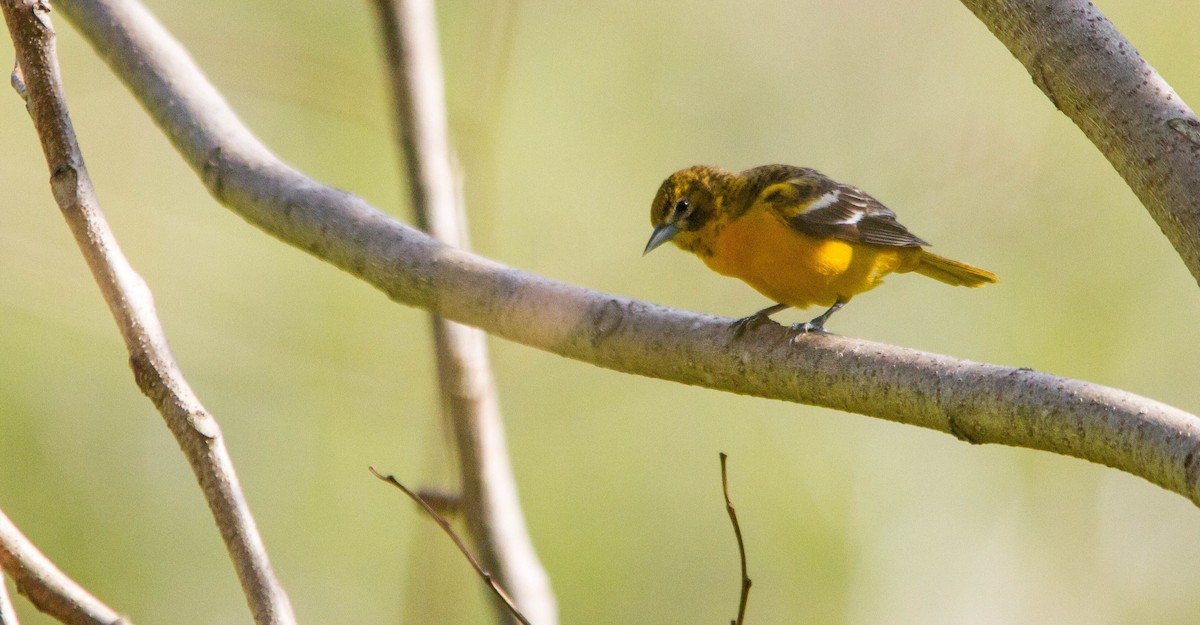 Baltimore Oriole - ML657170978