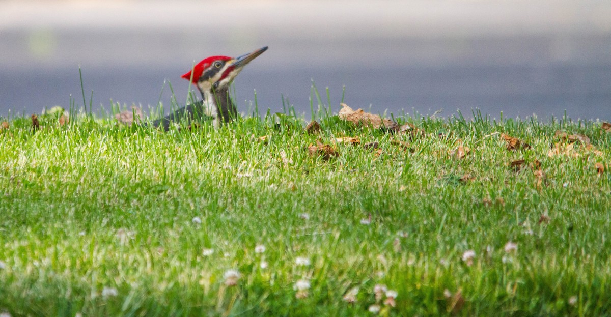 Pileated Woodpecker - ML657170980