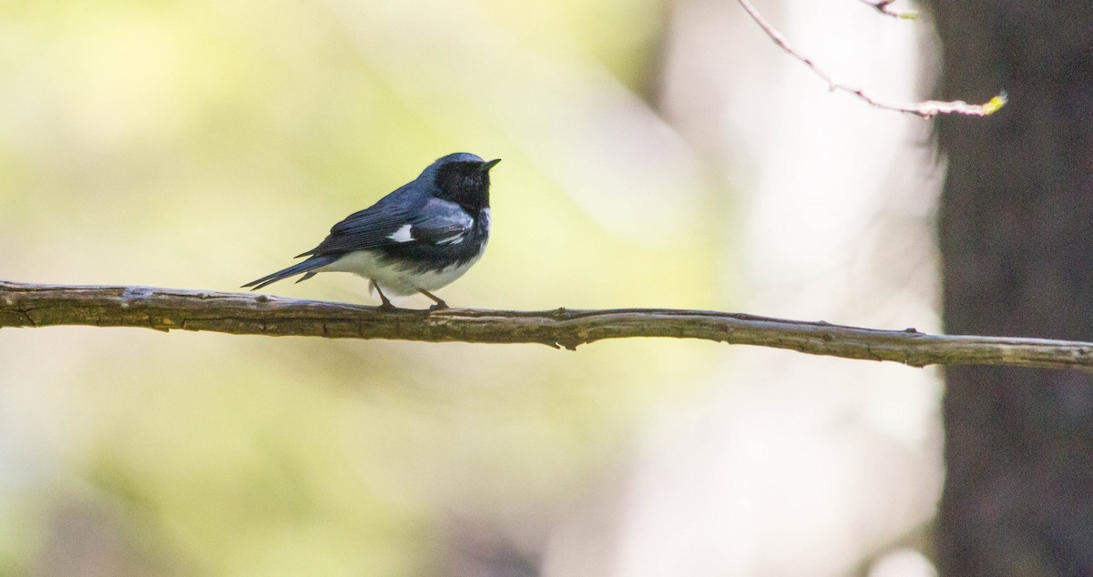 Black-throated Blue Warbler - ML657171003