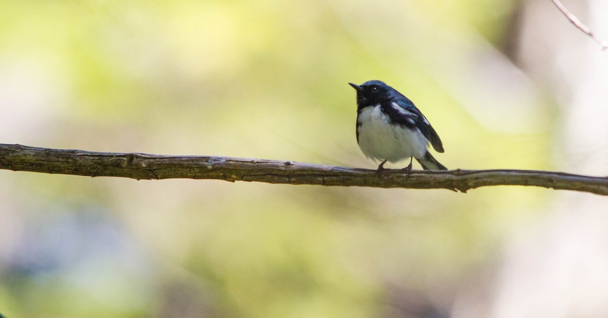 Black-throated Blue Warbler - ML657171004