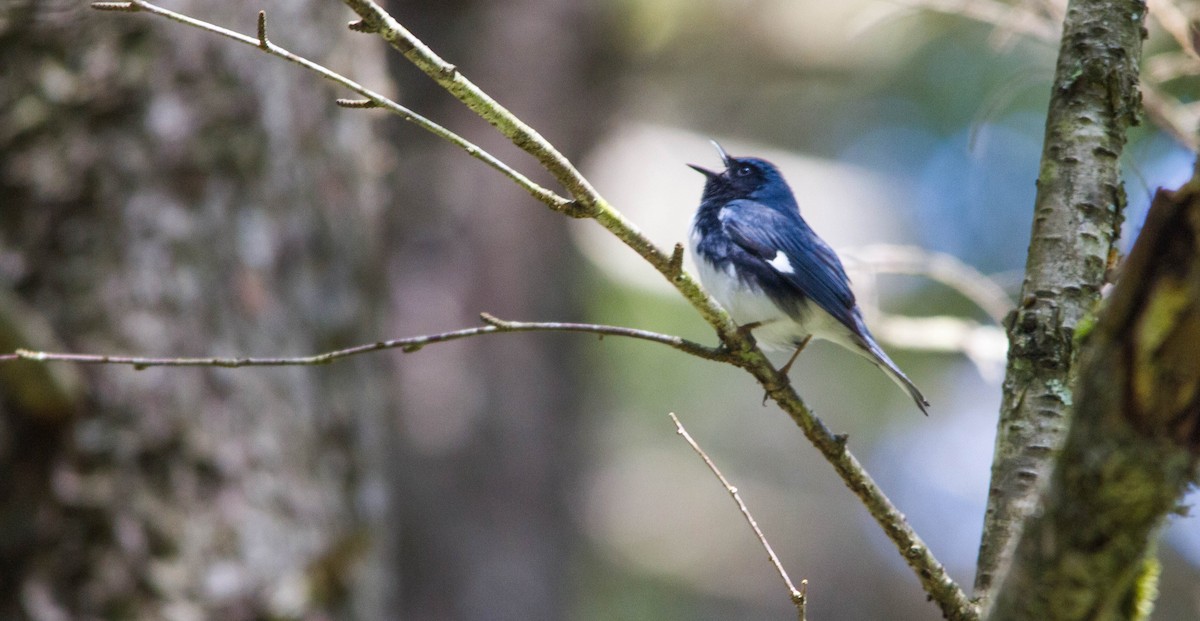 Black-throated Blue Warbler - ML657171005
