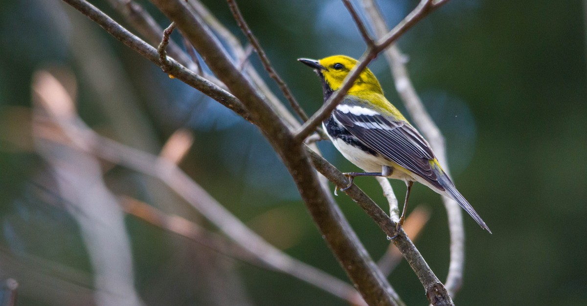 Black-throated Green Warbler - ML657171010