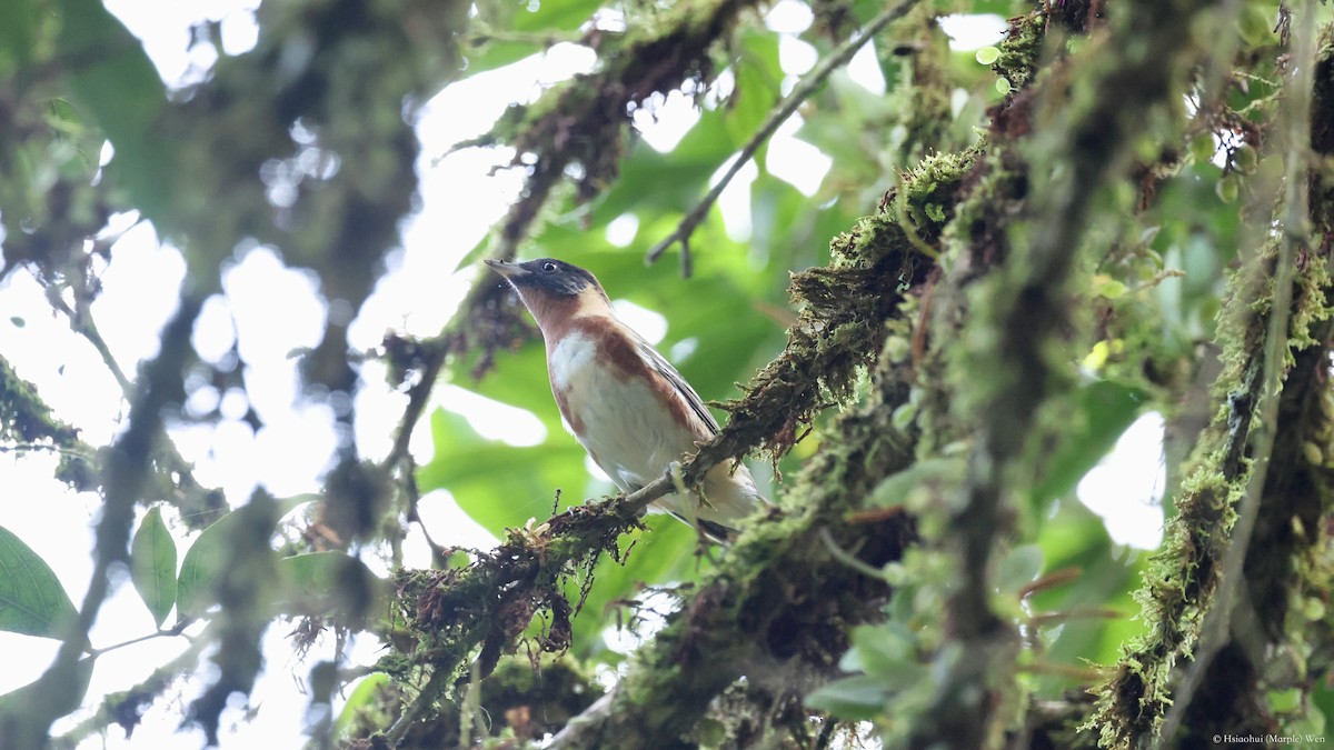 Bay-breasted Warbler - ML657171295