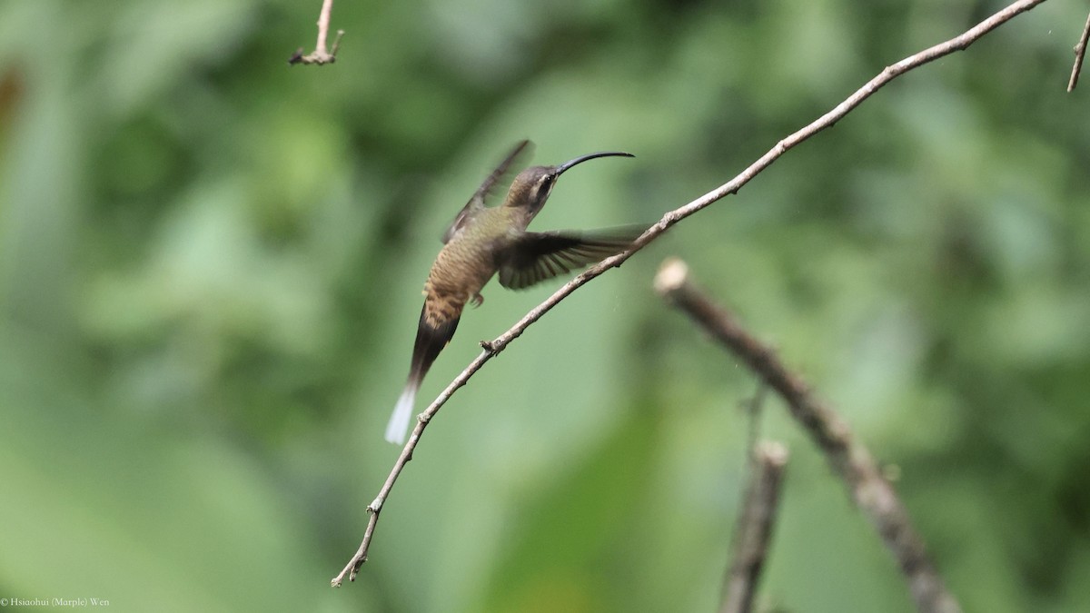 Long-billed Hermit - ML657171331