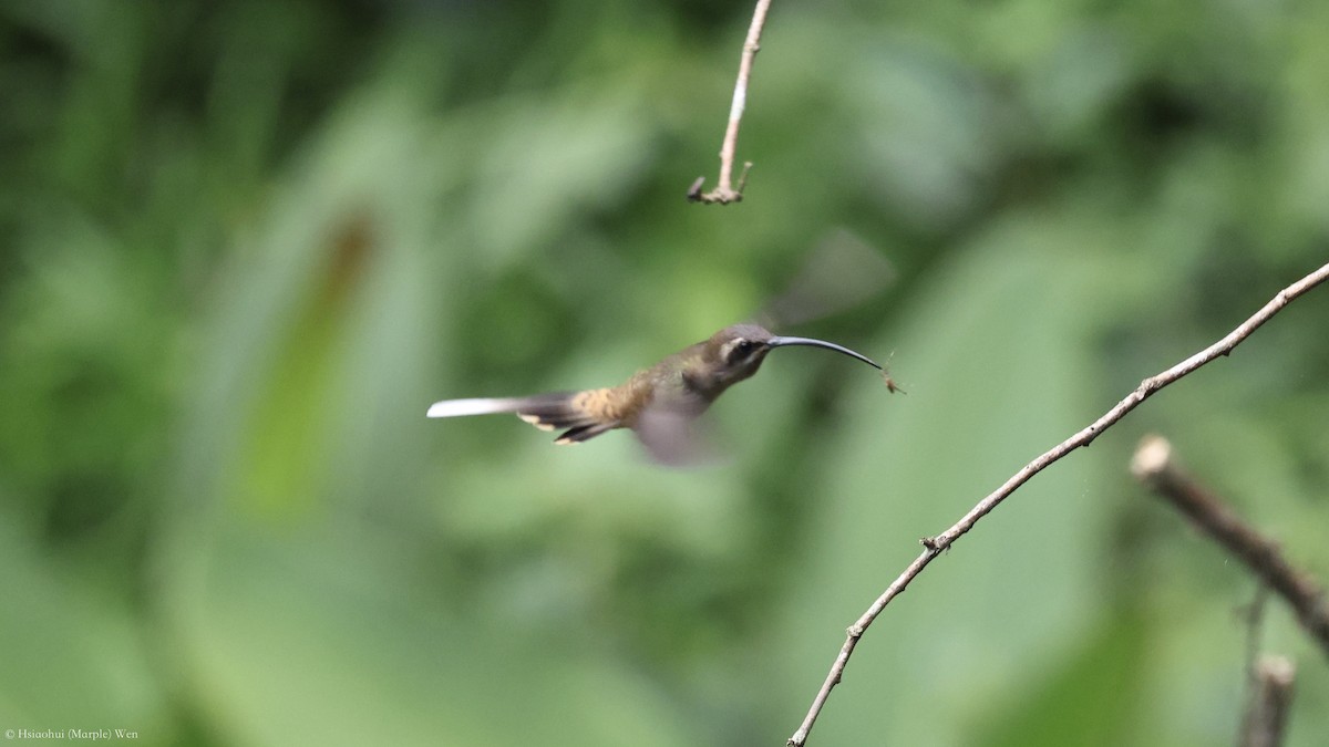 Long-billed Hermit - ML657171335