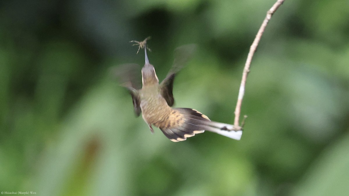Long-billed Hermit - ML657171336