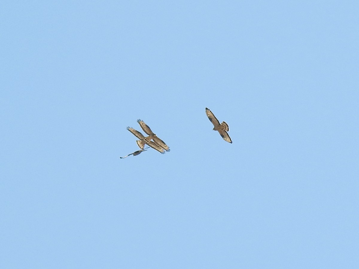European Honey-buzzard - ML657172117