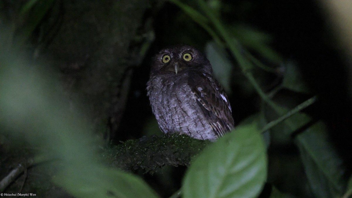 Middle American Screech-Owl - ML657172165