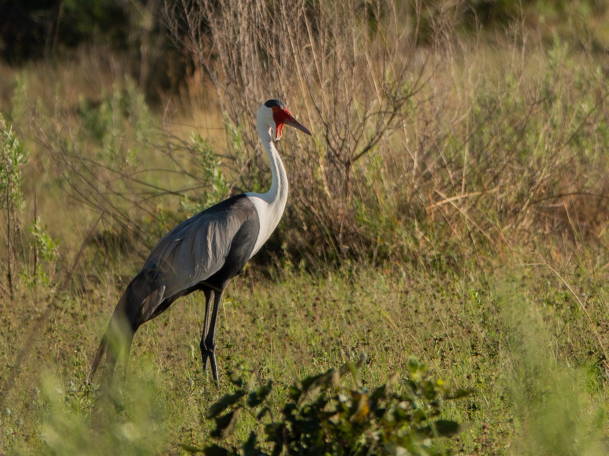 Wattled Crane - ML657172545
