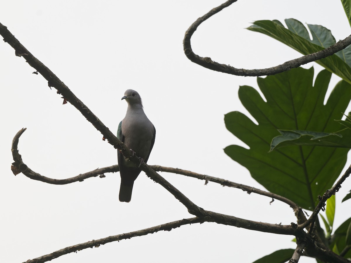 Green Imperial-Pigeon (Green) - ML657172566