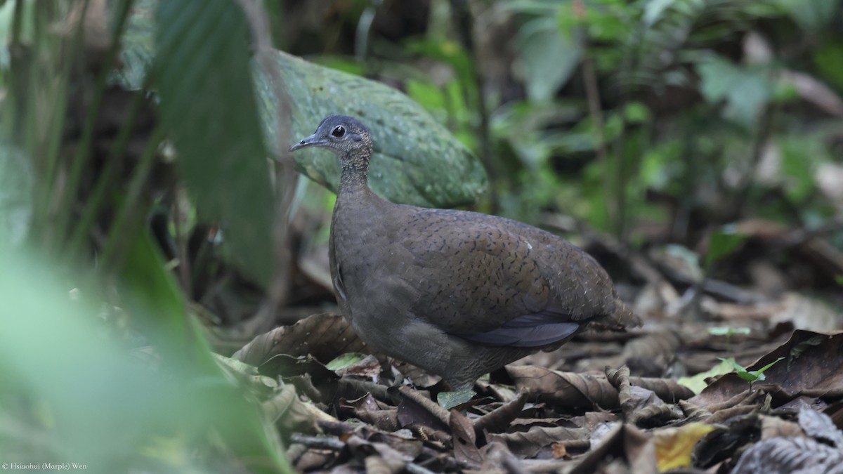 Great Tinamou - ML657172847