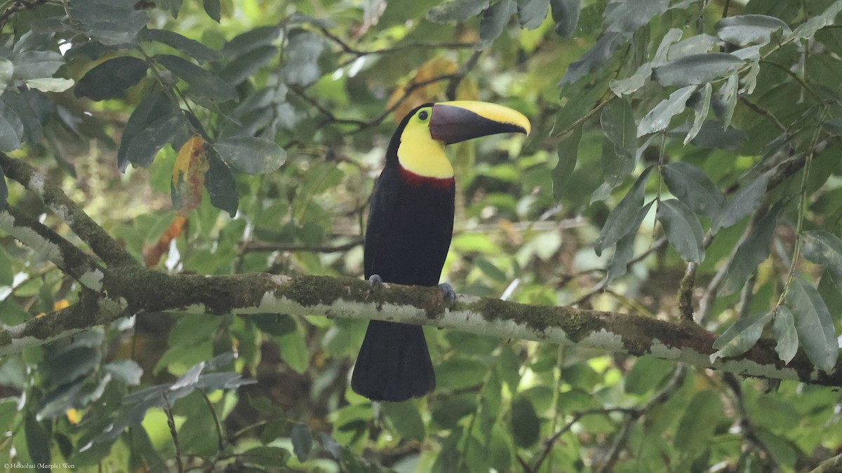 Yellow-throated Toucan - ML657172850