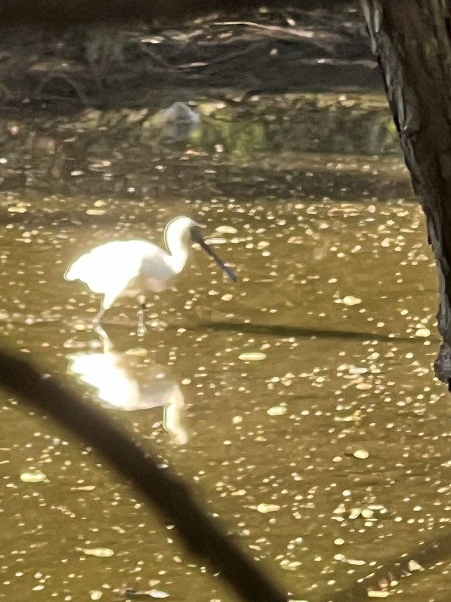 kongeskjestork - ML657172912