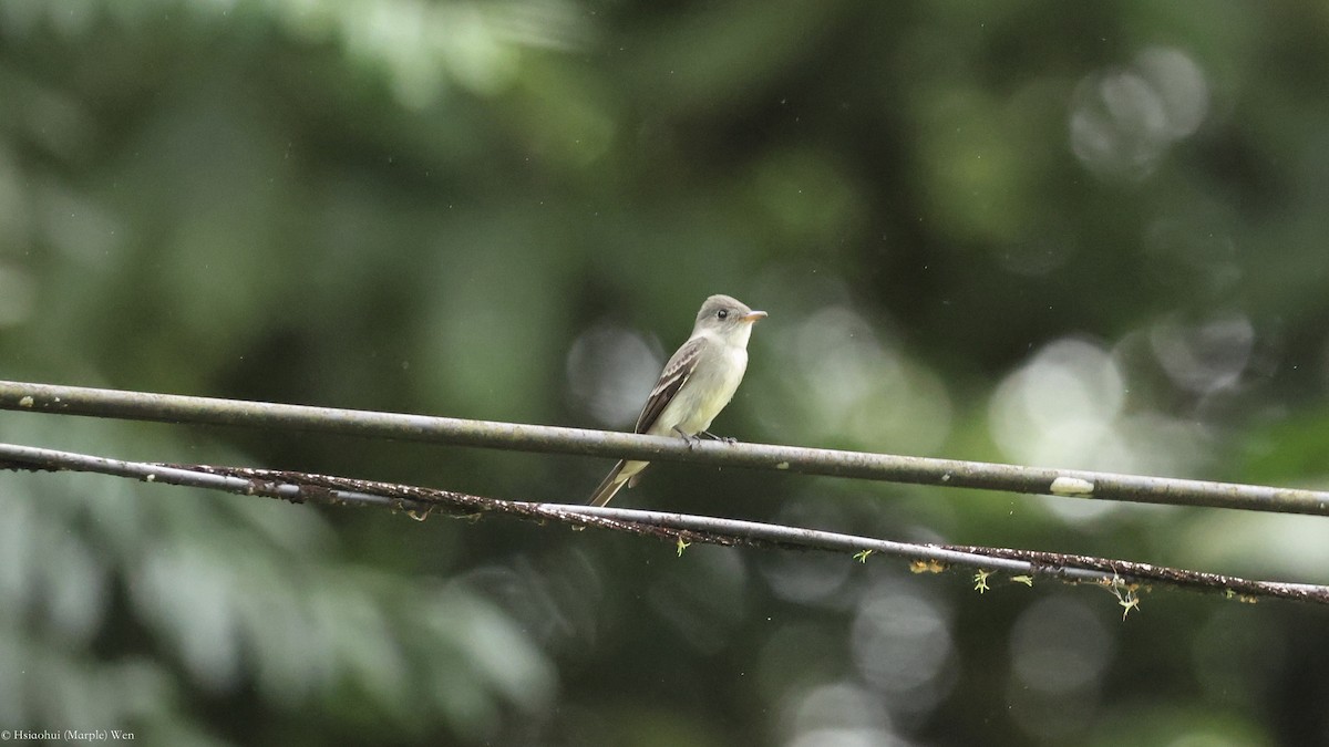 Northern Tropical Pewee - ML657172917