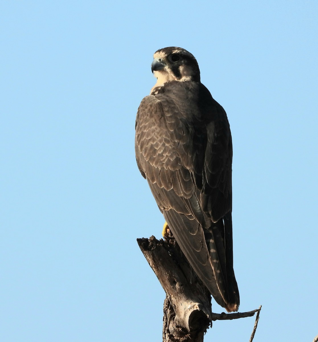Lanner Falcon - ML657173342