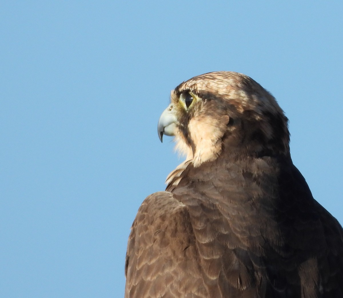 Lanner Falcon - ML657173343