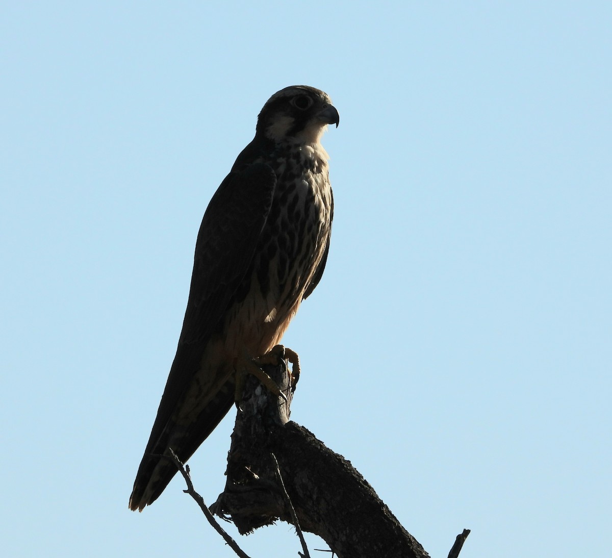 Lanner Falcon - ML657173344