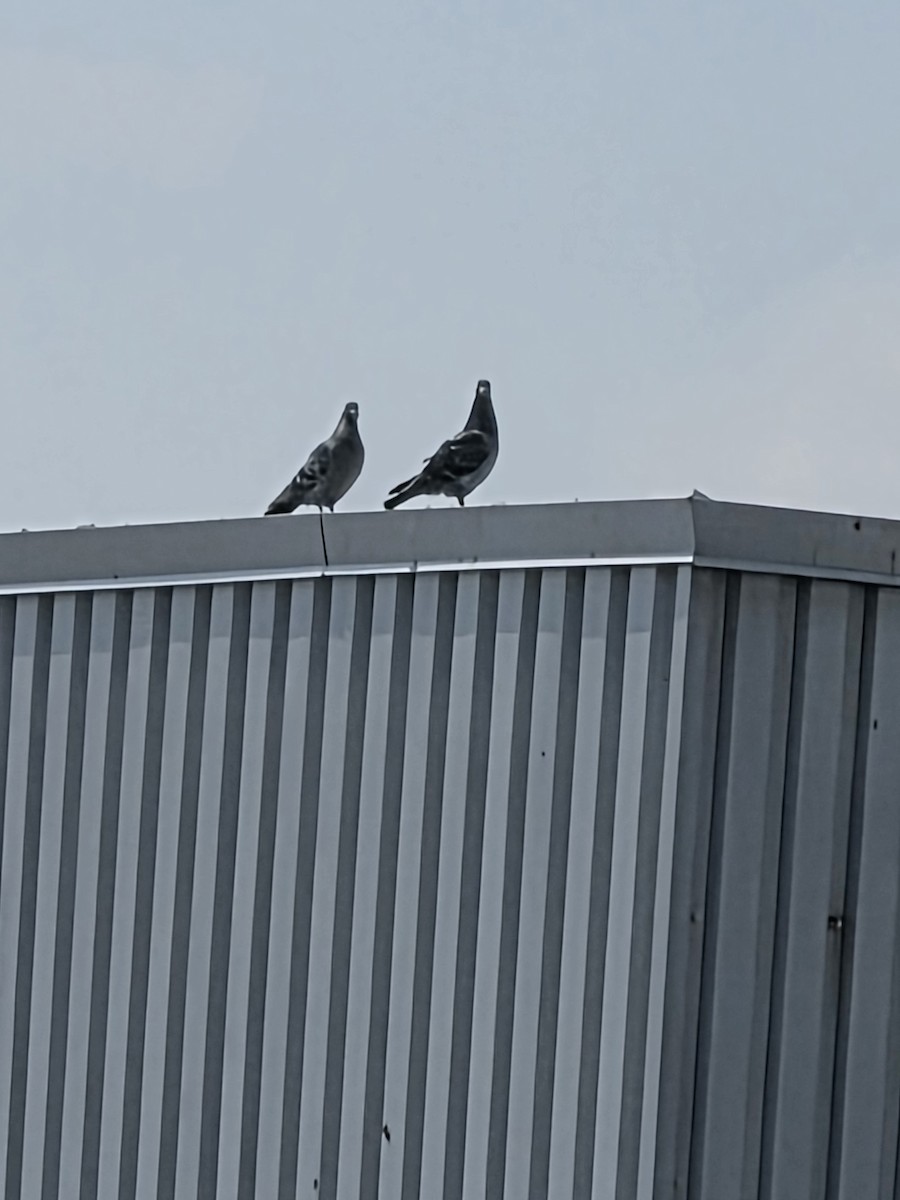 Rock Pigeon (Feral Pigeon) - ML657173381