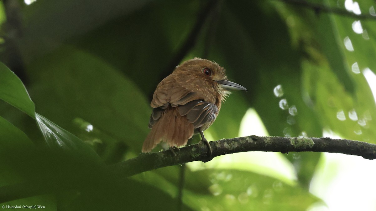 White-whiskered Puffbird - ML657173711
