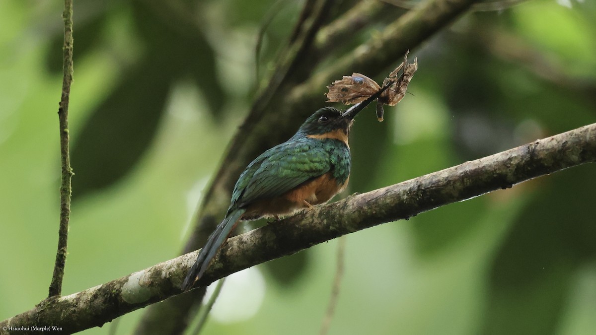 Rufous-tailed Jacamar - ML657173712