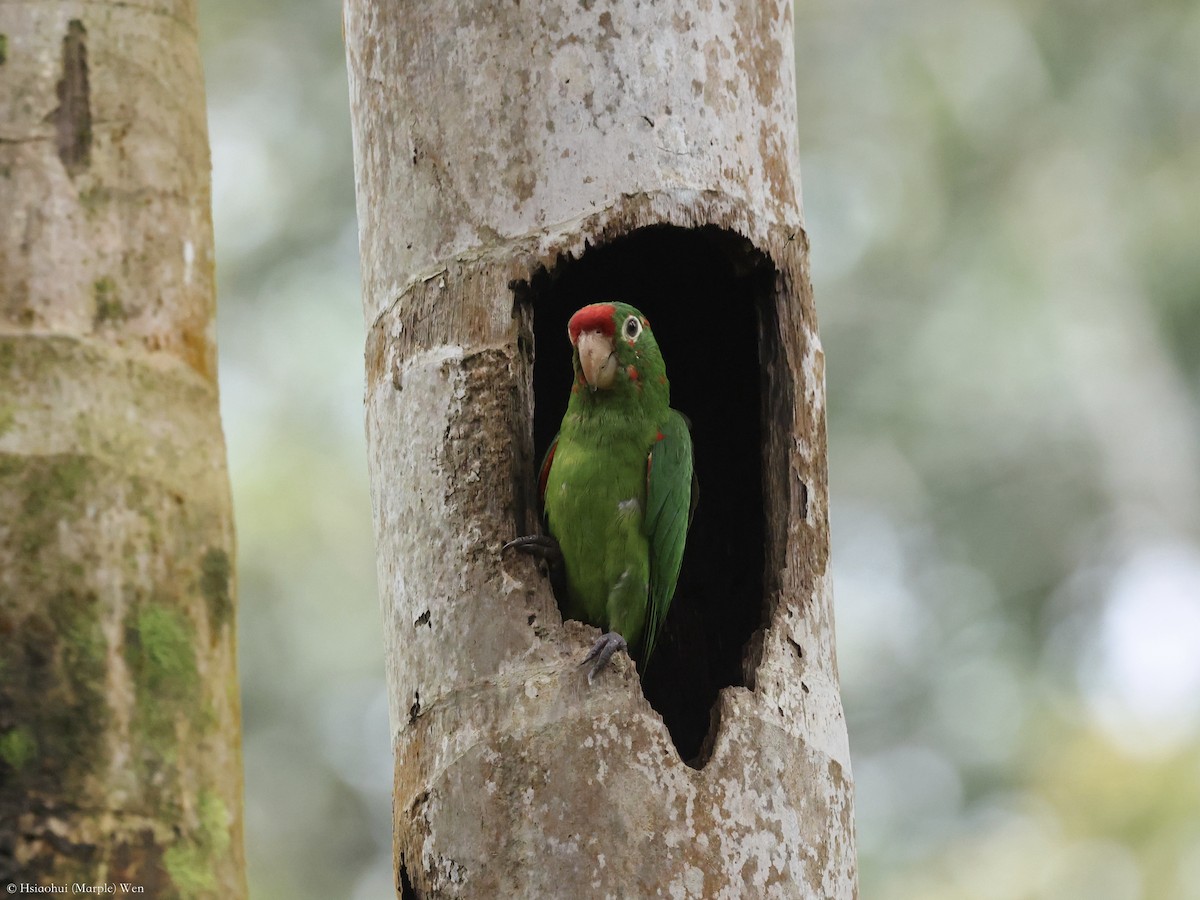 Crimson-fronted Parakeet - ML657173716