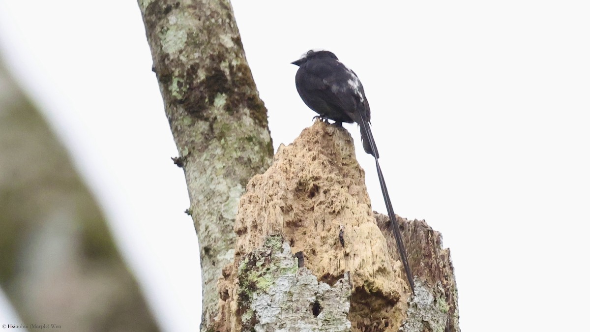 Long-tailed Tyrant - ML657173723