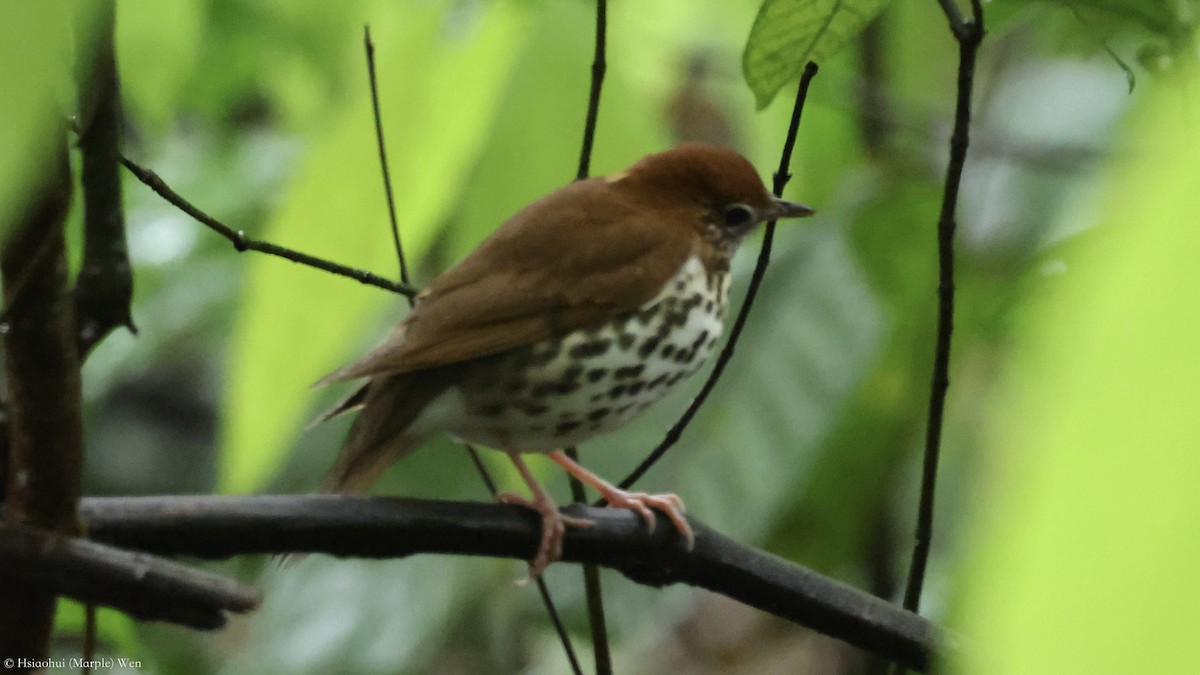 Wood Thrush - ML657173724