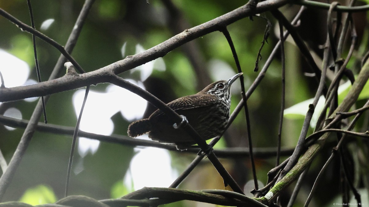 Stripe-breasted Wren - ML657173741