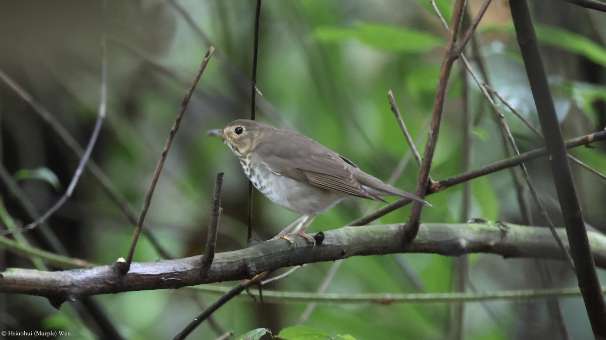 Swainson's Thrush (Olive-backed) - ML657173747