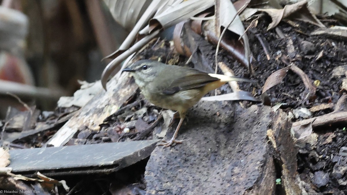 Buff-rumped Warbler - ML657173762