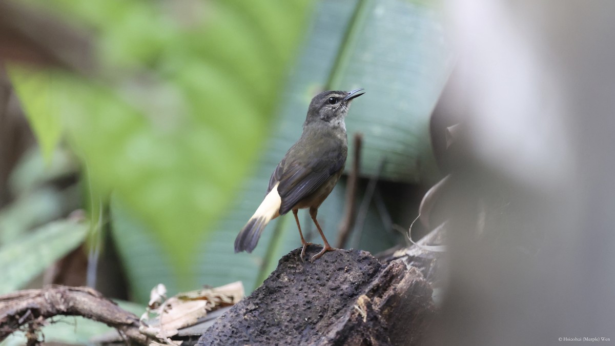 Buff-rumped Warbler - ML657173763