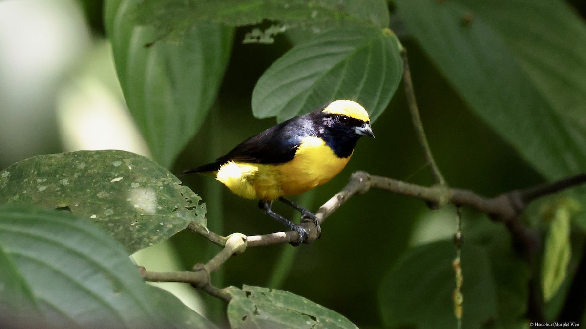 Yellow-crowned Euphonia - ML657173771