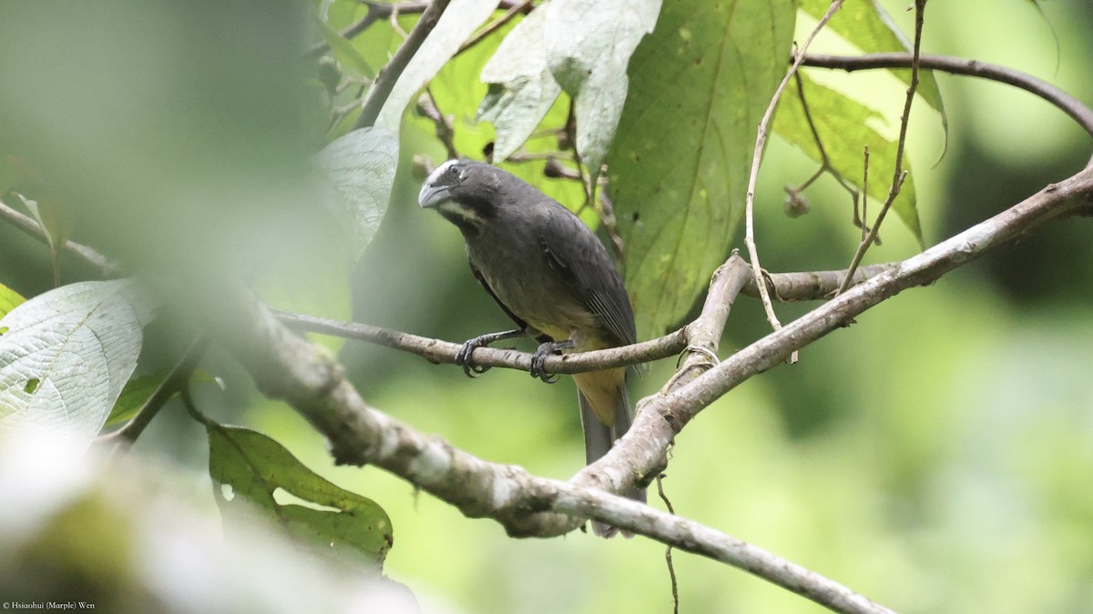 Cinnamon-bellied Saltator - ML657173773