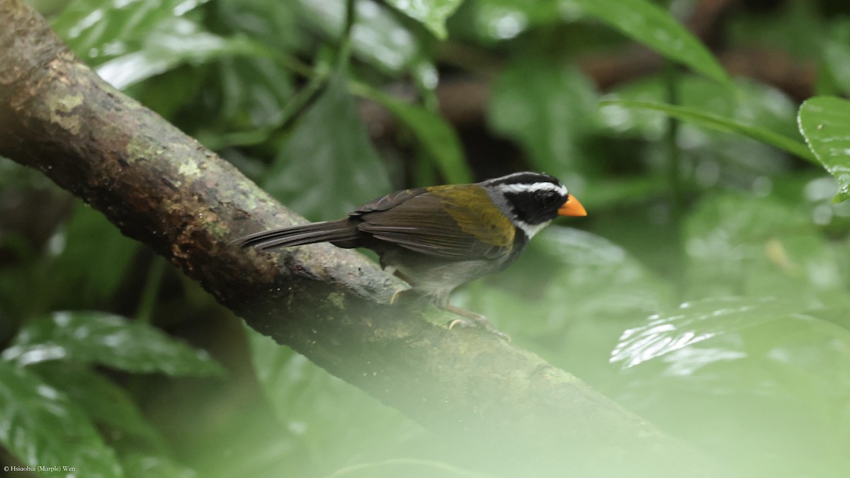 Orange-billed Sparrow - ML657173776