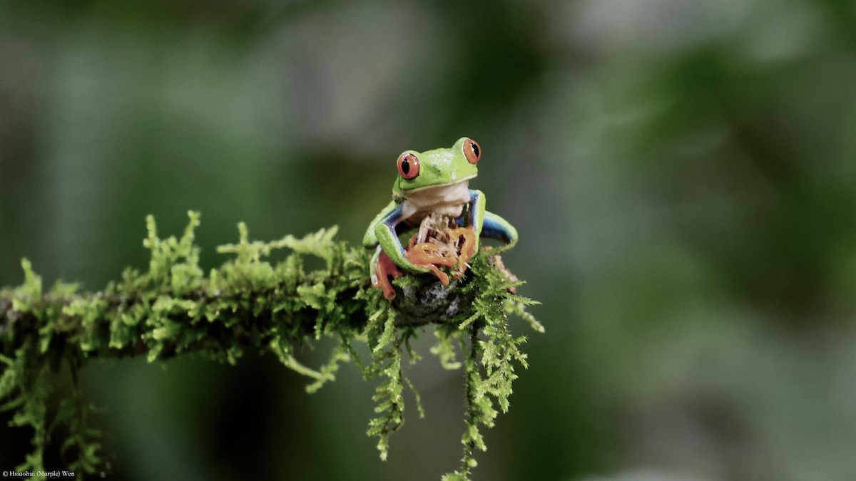 Red-eyed Tree Frog - ML657173810