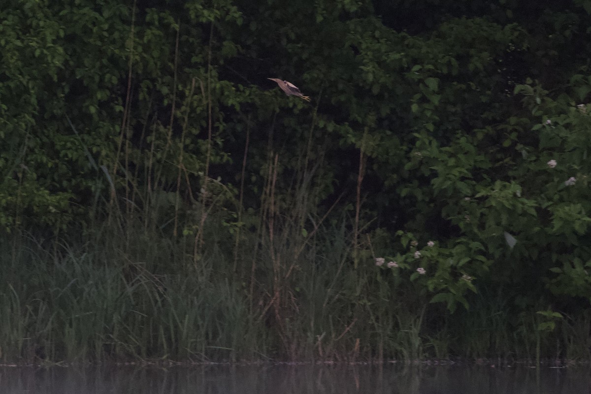 Little Bittern - ML657173857
