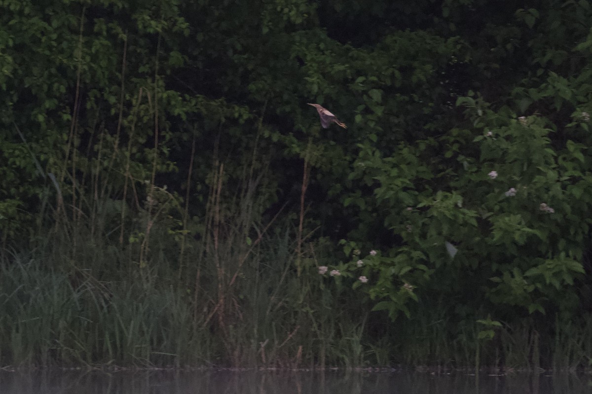 Little Bittern - ML657173858