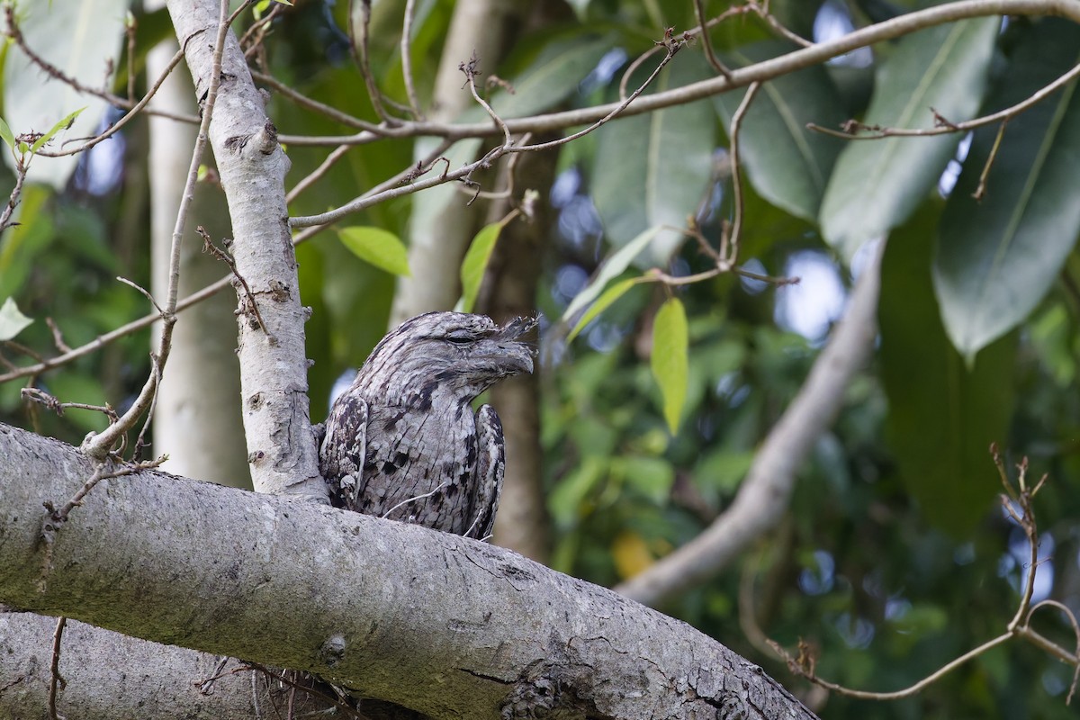 Tawny Frogmouth - ML657174204