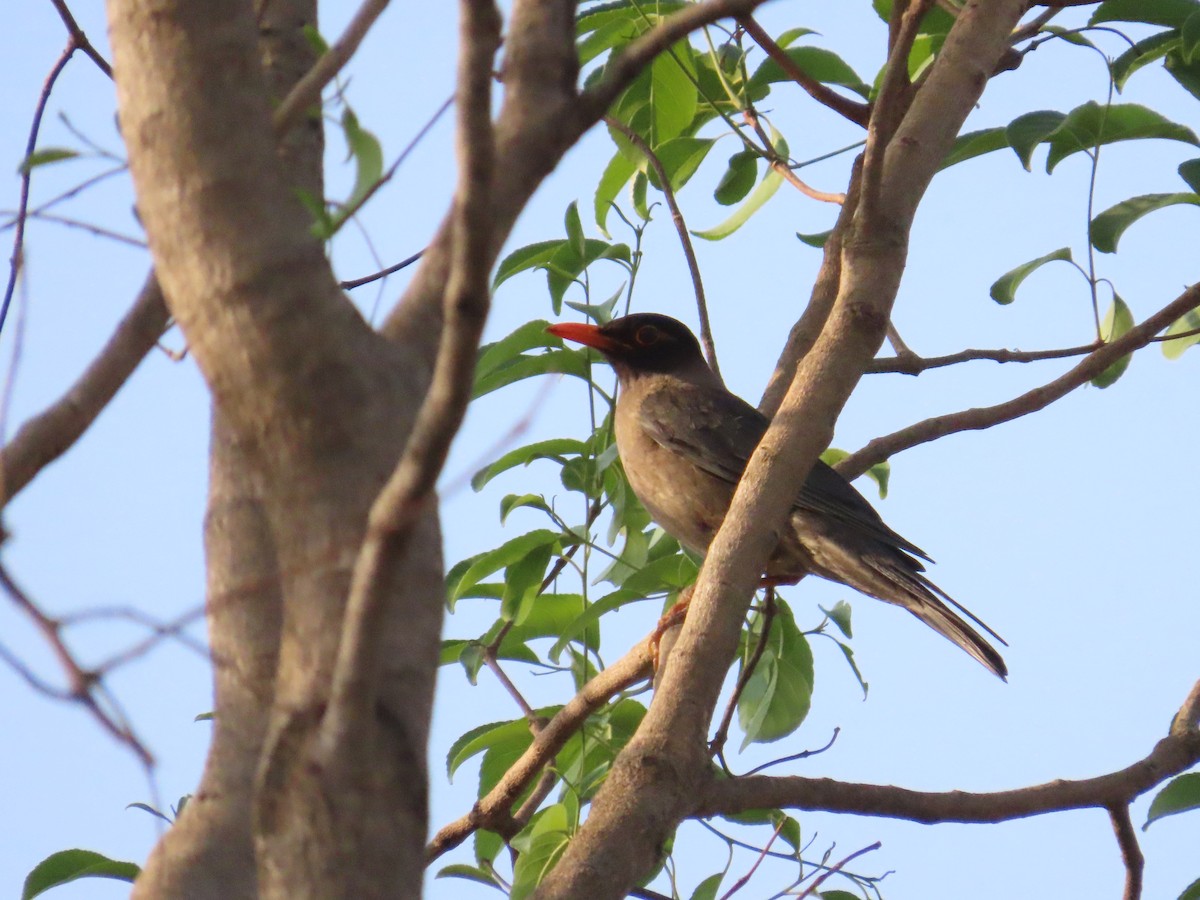 Indian Blackbird - ML657174303