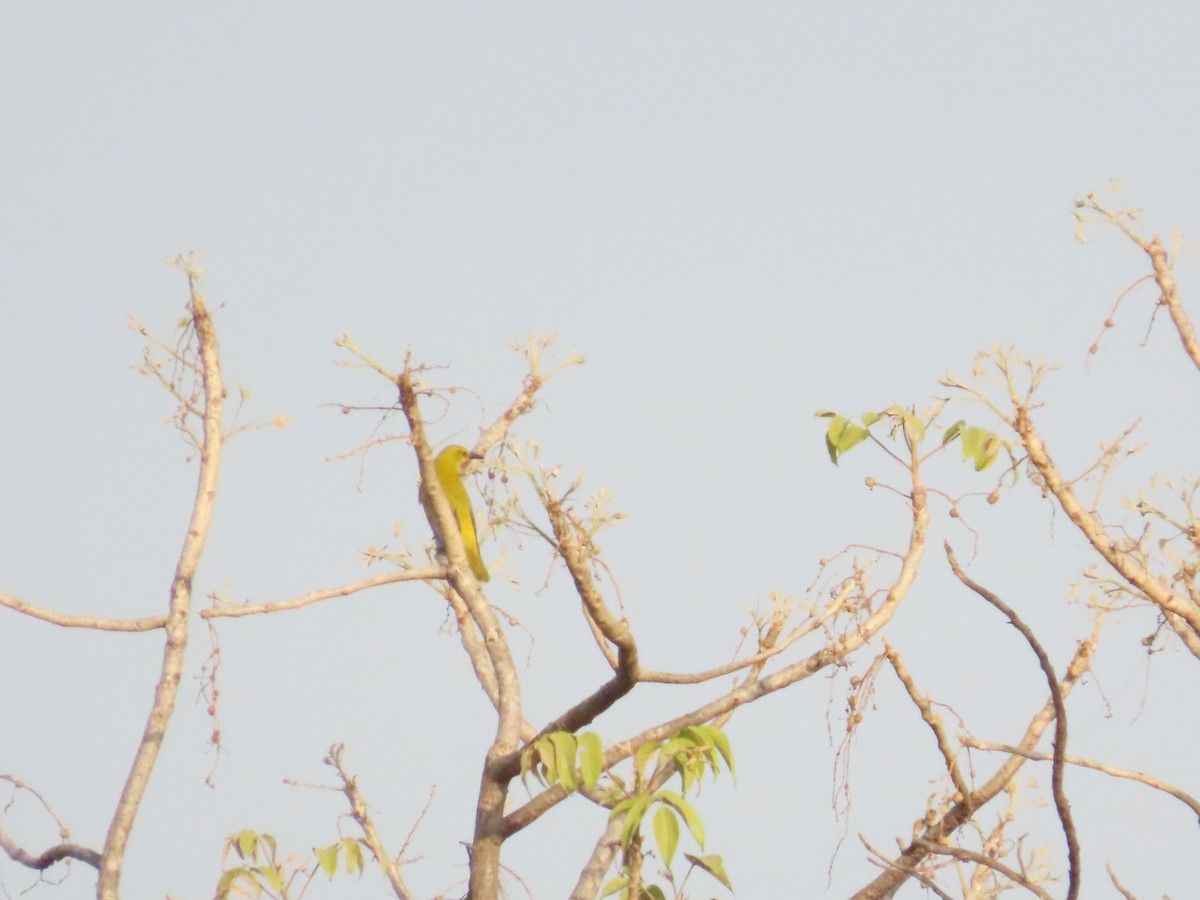 Indian Golden Oriole - ML657174316